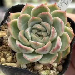 Top【選抜株】多肉植物　26183ブルー・ムーン　54個　鉢無し/脱土 Top【選抜株】多肉植物 26183ブルー・ムーン 54個 鉢無し/脱土 - メルカリ