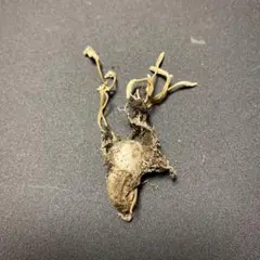 珍品！　冬虫夏草　セミ　昆虫標本　漢方　鉱物　隕石　呪物　根付　出土　人体標本 2025年最新】冬虫夏草 標本の人気アイテム - メルカリ