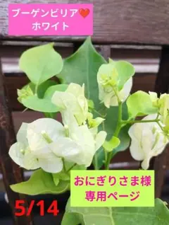 ブーゲンビリア