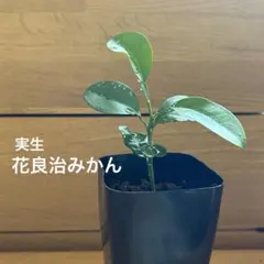 790〓花良治みかん ケラジからの実生苗　沖縄果樹 柑橘のサムネイル