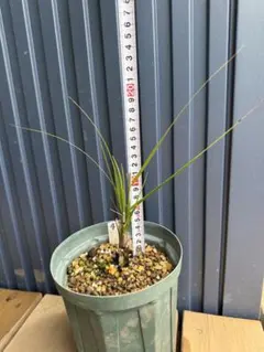 4 【実生6年目】　フェニックスロベレニー　ヤシの木