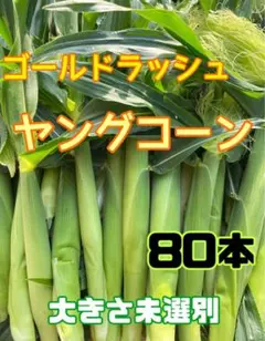 収穫日即日発送 新鮮朝採りヤングコーン100本 ゴールドラッシュの