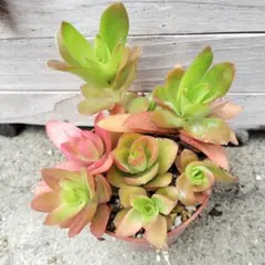 ichiko様 リクエスト 2点 まとめ商品