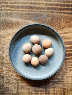 エンセファラルトス ホリダス 種子 1粒 （5月入荷） - メルカリ
