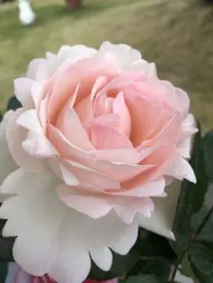 殿堂入りの可愛い薔薇ピエールꫂ ၴႅၴ40cm苗のサムネイル