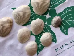 貝殻と流木のハンドメイド素材セット 房総(一宮)