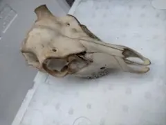 ⬛︎レトリバー　頭骨標本　猟犬 ⬛︎レトリバー イヌ 頭骨標本 猟犬 - メルカリ