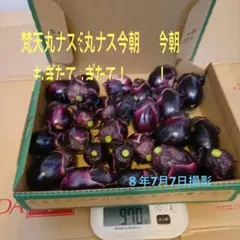 今朝もぎたて　梵天丸茄子　一口サイズ　900g以上のサムネイル