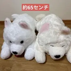 ⑨ くったり　サモエドくん　ねそべり　ウルトラBIG ぬいぐるみ　2種