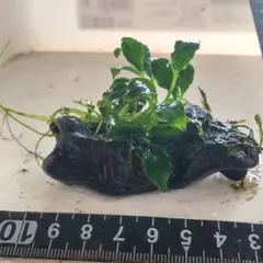 アヌビアスナナ 流木付き 水草 - メルカリ