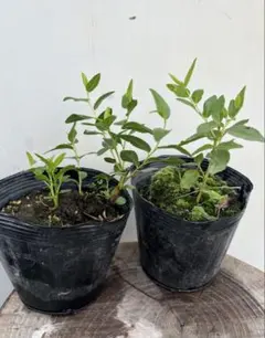 ナツメ♪抜き苗２株のサムネイル
