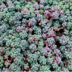 多肉植物セダム　パープルヘイズ２０カット【育成説明書付】