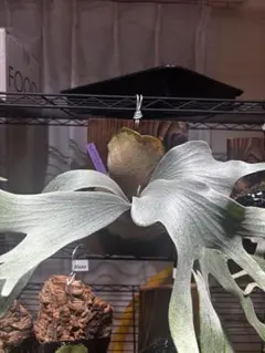 goul4711様 リクエスト 2点 まとめ商品