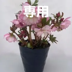 はる様専用(3個)