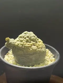 ☆M36☆ 珍品 プセウドリトス ハラルドヘラヌス 抜き苗発送【速達付】 ☆M36☆ 珍品 プセウドリトス ハラルドヘラヌス 抜き苗発送