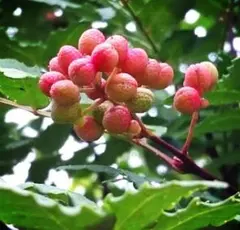 ☆Cherry☆【プロフ必読ください】様