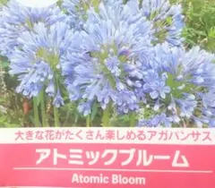 アガパンサス【アトミックブルーム】苗 コンパクト 青 宿根草 球根 庭花 鉢花