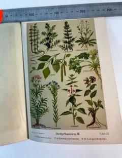 19世紀ドイツの博物画 植物図鑑 ボタニカルアート約41×32cm ① - メルカリ