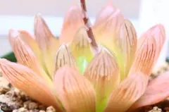 3822 花火 パステルカラー多肉植物 ハオルチア アロエのサムネイル