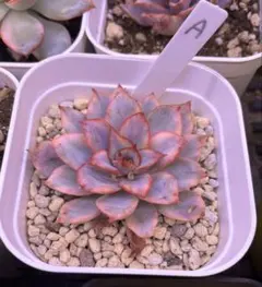 2026年最新】多肉錦の人気アイテム - メルカリ