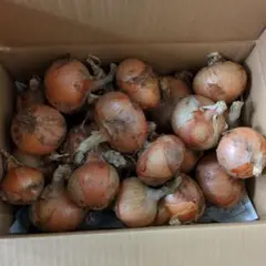 完全無農薬 新玉ねぎ（ソニック） 約5kg 箱入り 野菜のサムネイル