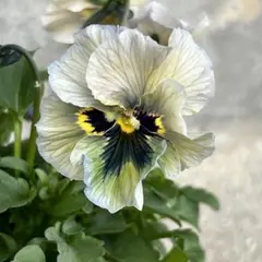 2025年最新】フリルビオラ 種の人気アイテム - メルカリ