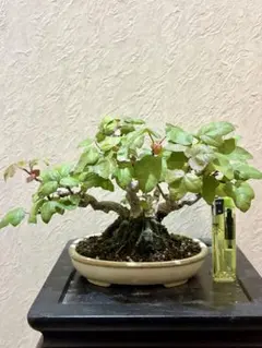 くまごろー様専用 服部造 盆栽鉢 常滑 15号 bonsai 希少品 2025