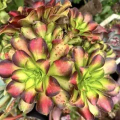 2025年最新】韶華錦の人気アイテム - メルカリ