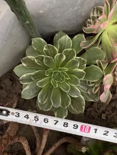 Mariri様 リクエスト 2点 まとめ商品