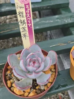 おらいさん✡️芍薬牡丹&百合牡丹✡️紅葉中ミックスベリア 多肉 抜き
