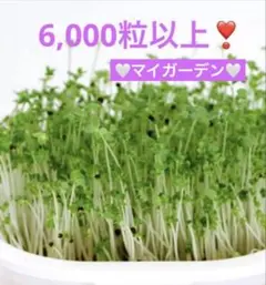 【種】ブロッコリースプラウト(栽培キット付)❣️のサムネイル