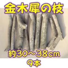 Item thumbnail for item 1cea0fe9-affc-4018-a1df-5f50eb2649a3