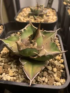 2025年最新】トリケラトプス アガベの人気アイテム - メルカリ