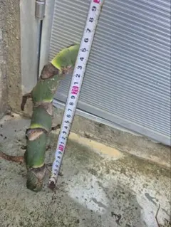 巨大モンステラ　デリシオーサ　0728のサムネイル