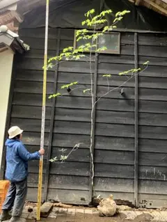超絶品。幹太 山採りアオダモ一本立ち4.4M(鉢底から)◎美斑紋◎根回し