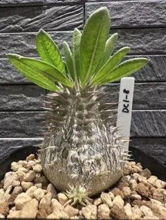 639 パキポディウム デンシカウレXエブレネウム 恵比寿大黒 実生20株同