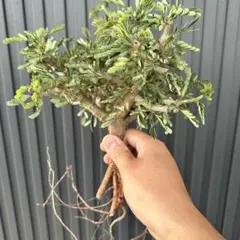 リクテン様 リクエスト 2点 まとめ商品