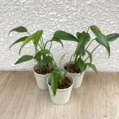 モンステラ　バールマルクスフレイムのサムネイル