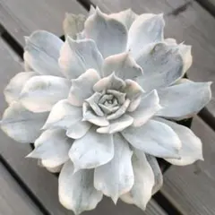 ❤️専用出品❤️リラシナ錦❤️ 葉挿しっ子抜き苗③ 2025年最新】リラシナ錦の人気アイテム - メルカリ