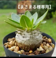 【まさまる様専用】恵比寿笑い 恵比寿大黒