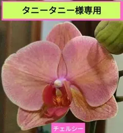 2025年最新】ミディファレノの人気アイテム - メルカリ