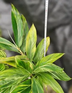 キフゲットウ（黄斑月桃） 10号鉢 金運アップ 斑入り 観葉植物 大型