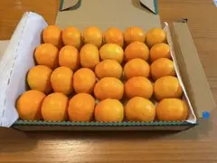 ハウスみかん　小玉みかん　静岡県産のサムネイル