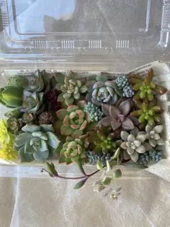 多肉植物　多肉弁当　詰め合わせ