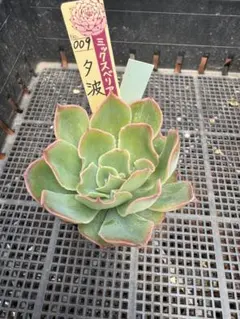紅手鞠 札のみ ミックスベリア おらいさん苗 多肉植物 - メルカリ