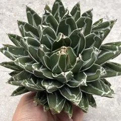 2026年最新】笹の雪 ダルマの人気アイテム - メルカリ