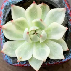 NEW❗️ 【レア種】大人気エケベリア　チワワエンシス錦　超美苗　大苗　多肉植物❣️のサムネイル