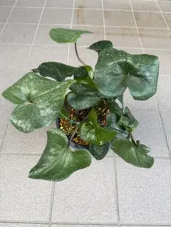 激レア/大株/塊根植物】アデニア ペナンギアナ 鉢植え - メルカリ