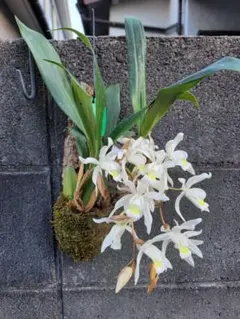 セロジネ インターメディア天然樹皮板ハンギング 芳香♪のサムネイル