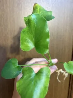 フィロデンドロン セローム 大株 古株 塊根植物 コーデックス 幹上がり